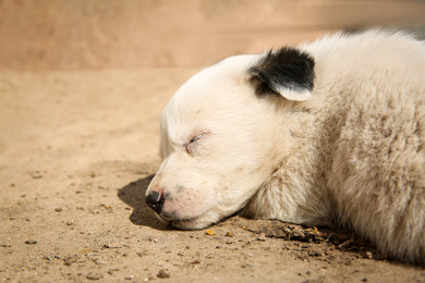 Photo of White stray puppy sleeping outdoors, closeup. Baby animal