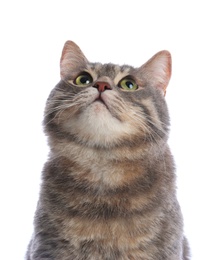 Photo of Cute gray tabby cat on white background. Lovely pet