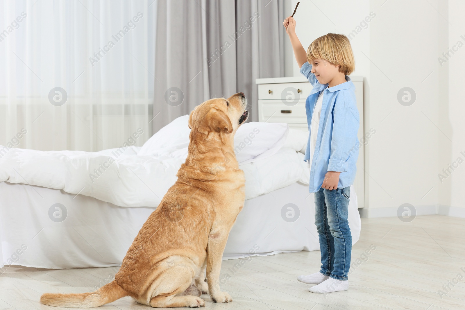 Photo of Cute little child training Golden Retriever at home. Adorable pet