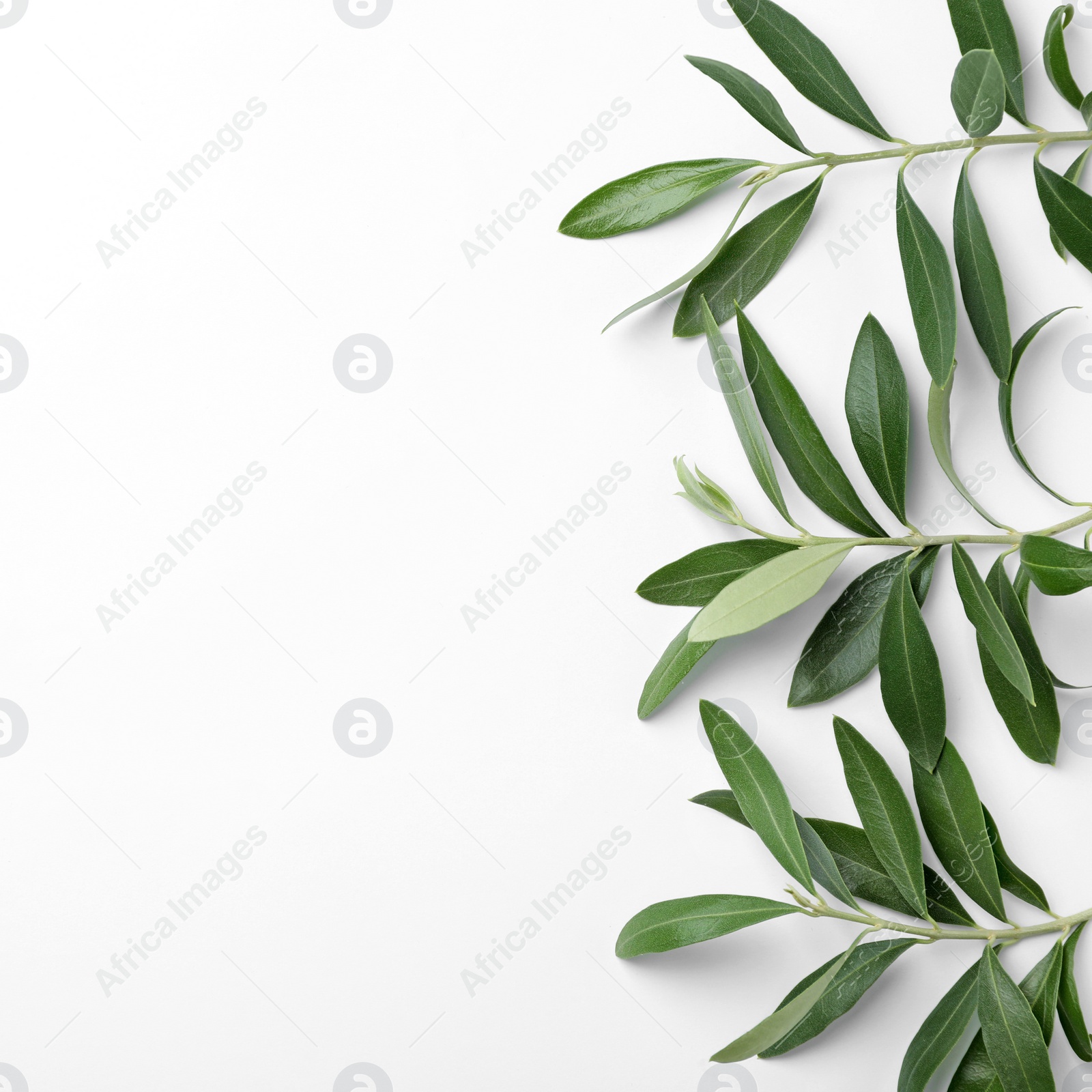 Photo of Twigs with fresh green olive leaves and space for text on white background, top view