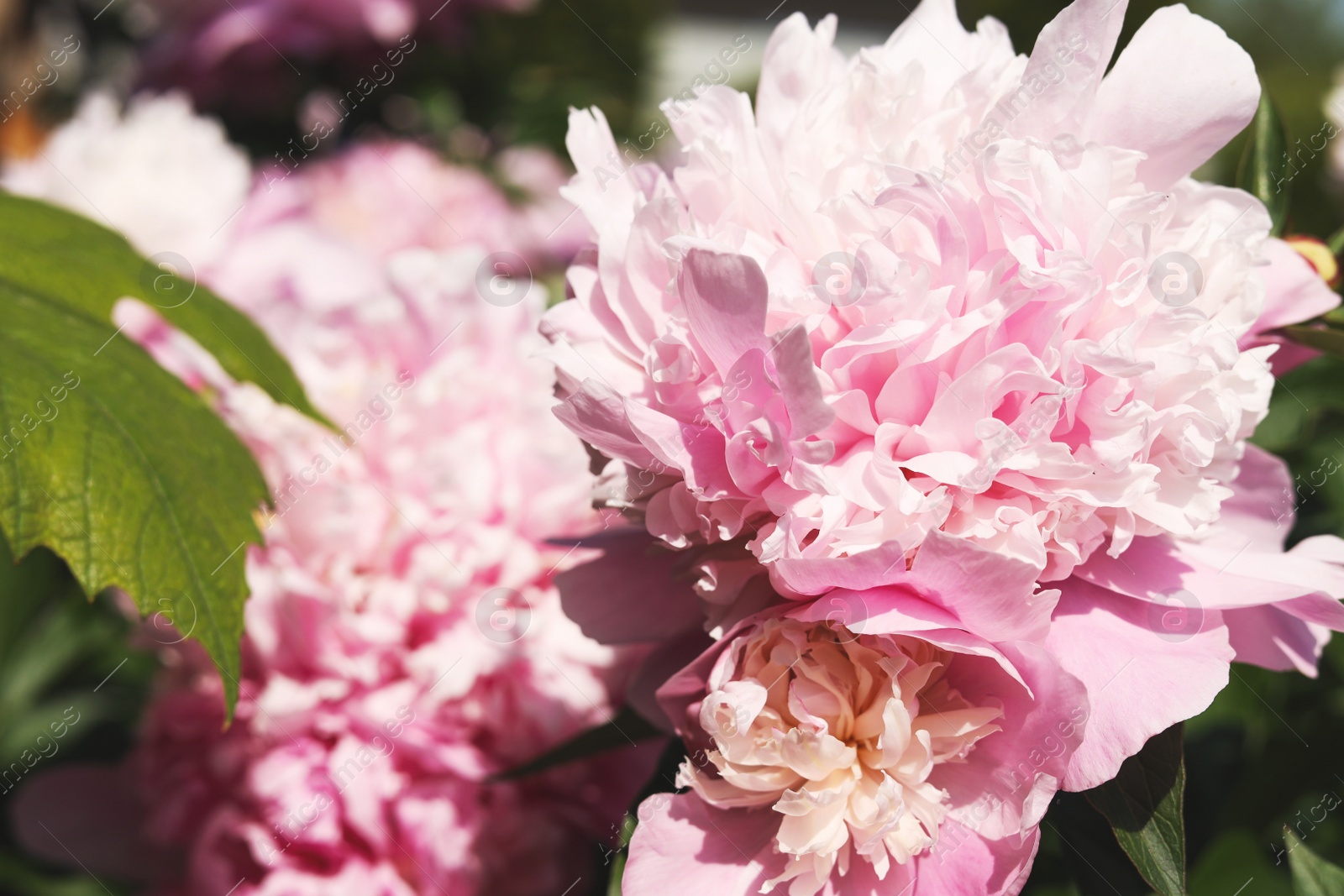 Photo of Wonderful blooming pink peonies in garden, closeup