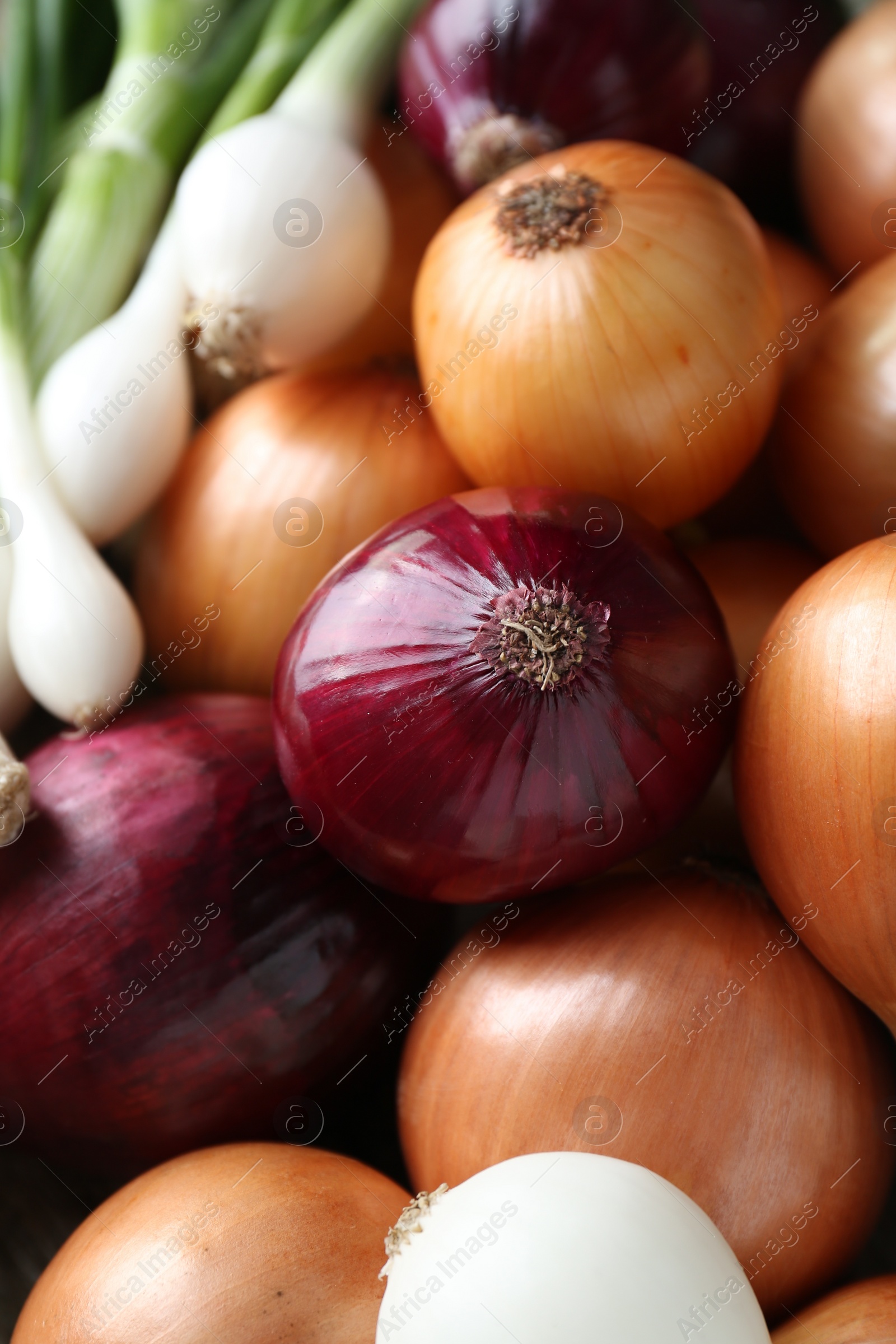 Photo of Different kinds of onions as background, closeup