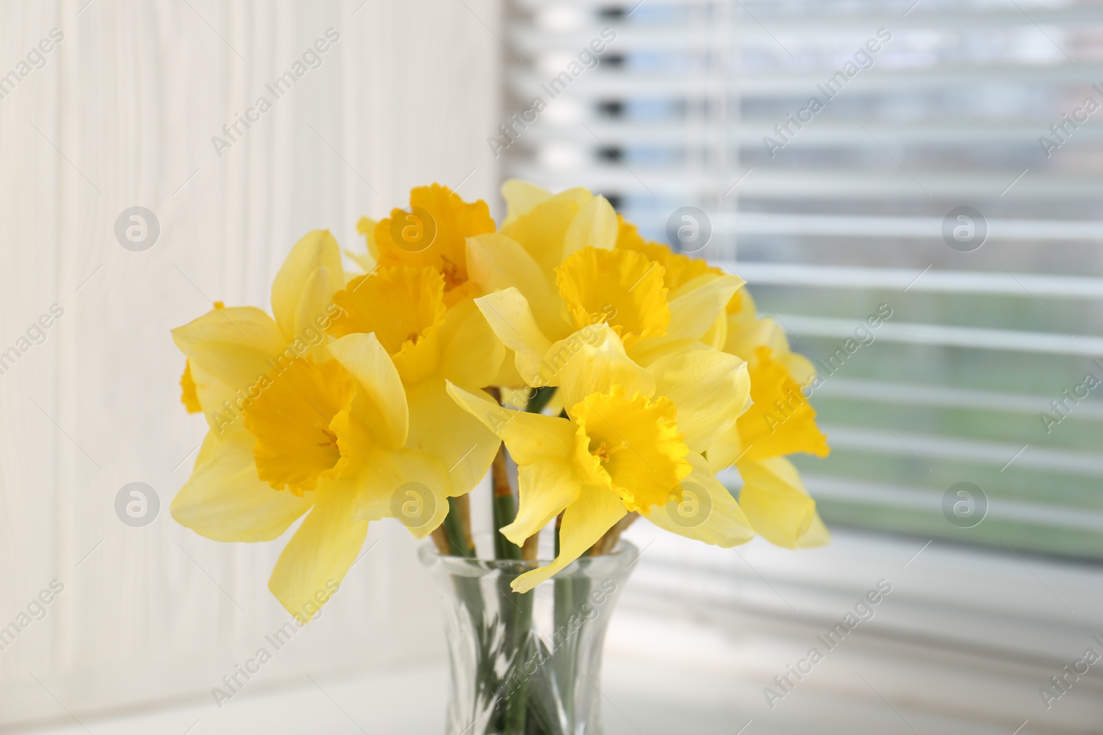 Photo of Beautiful yellow daffodils in vase near window, closeup view