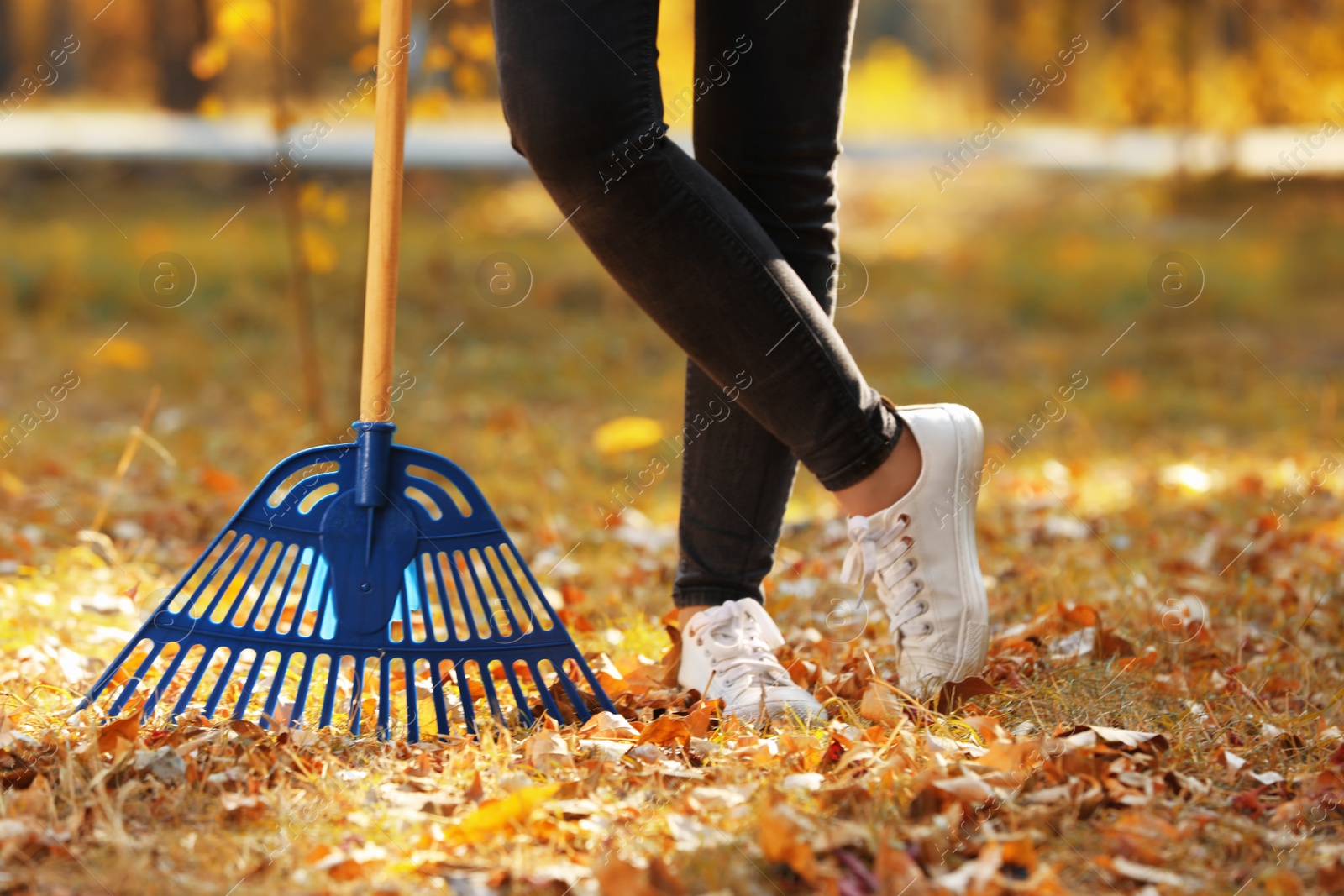 Photo of Woman cleaning up fallen leaves with rake on sunny day. Autumn work