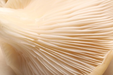 Photo of Macro view of fresh oyster mushroom as background
