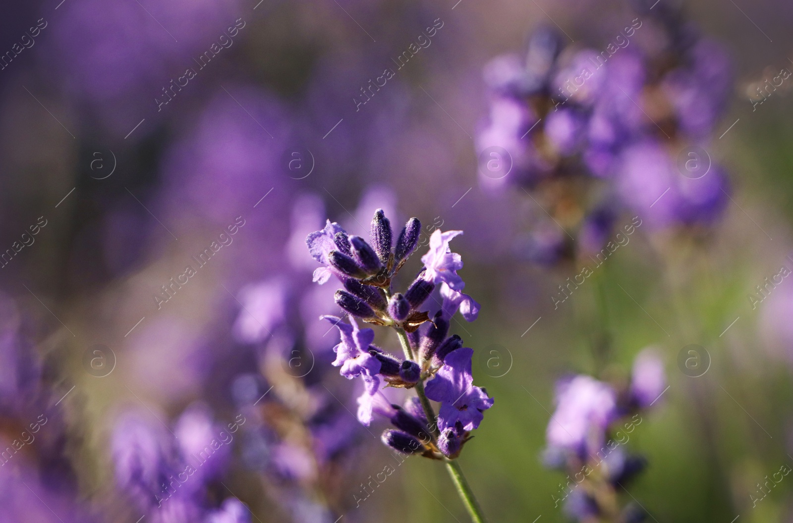 Photo of Closeup view of beautiful lavender in field on sunny day