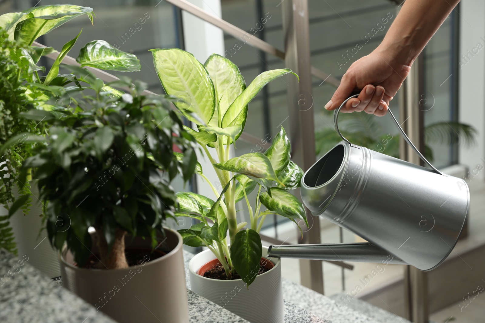 Photo of Woman watering Dieffenbachia plant on stairs, closeup. Home decoration