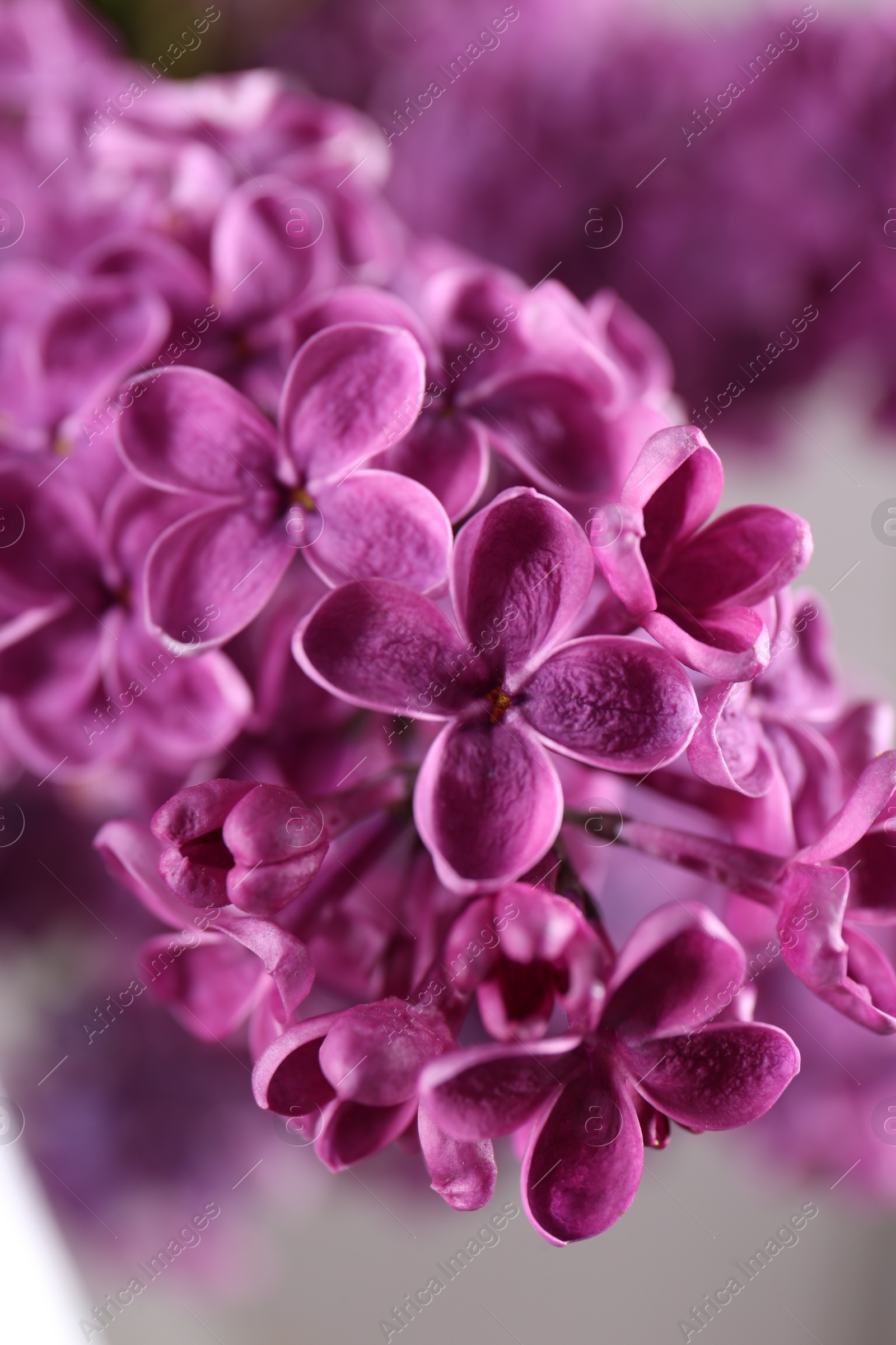 Photo of Beautiful blooming lilac flowers on blurred background, closeup