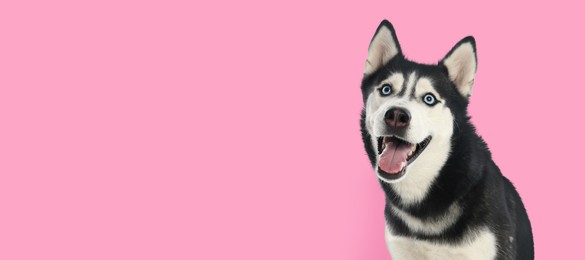 Happy pet. Cute Siberian Husky dog smiling on pink background, space for text. Banner design