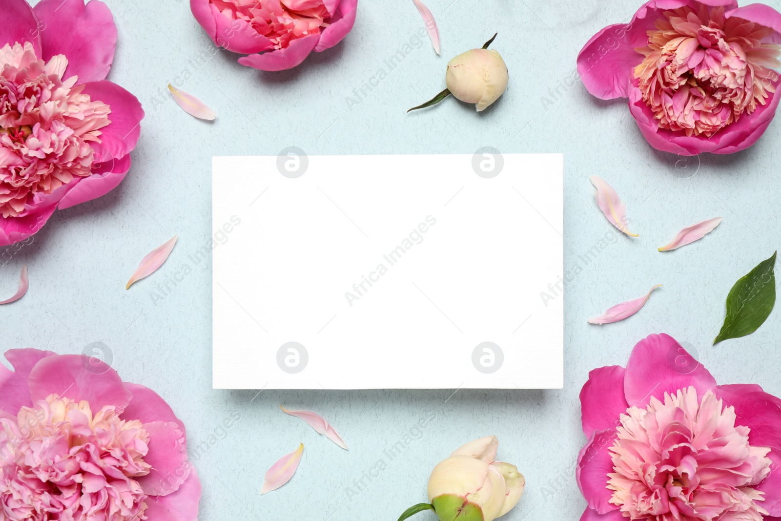 Photo of Beautiful peonies and blank card on light blue background, flat lay. Space for text