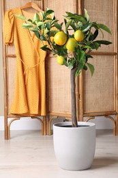 Idea for minimalist interior design. Small potted lemon tree with fruits near folding screen indoors