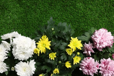 Photo of Beautiful chrysanthemum flowers on green grass, flat lay. Space for text
