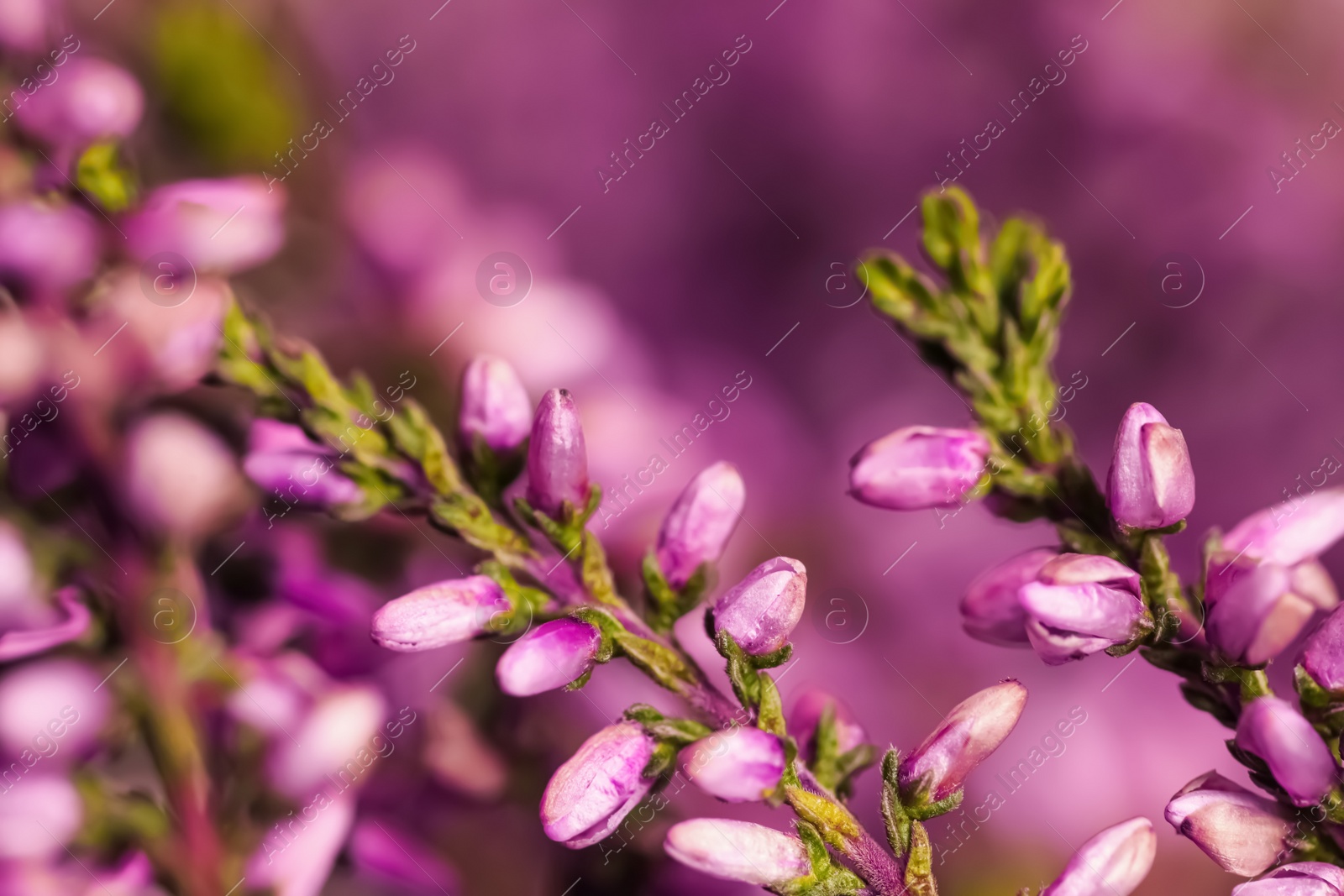 Photo of Heather shrub twigs with beautiful flowers on blurred background, closeup