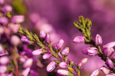 Heather shrub twigs with beautiful flowers on blurred background, closeup