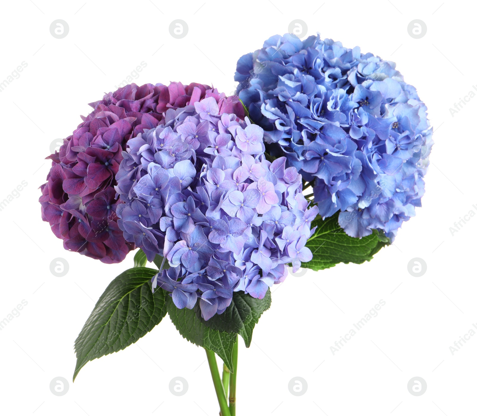 Photo of Bouquet of beautiful hortensia flowers on white background