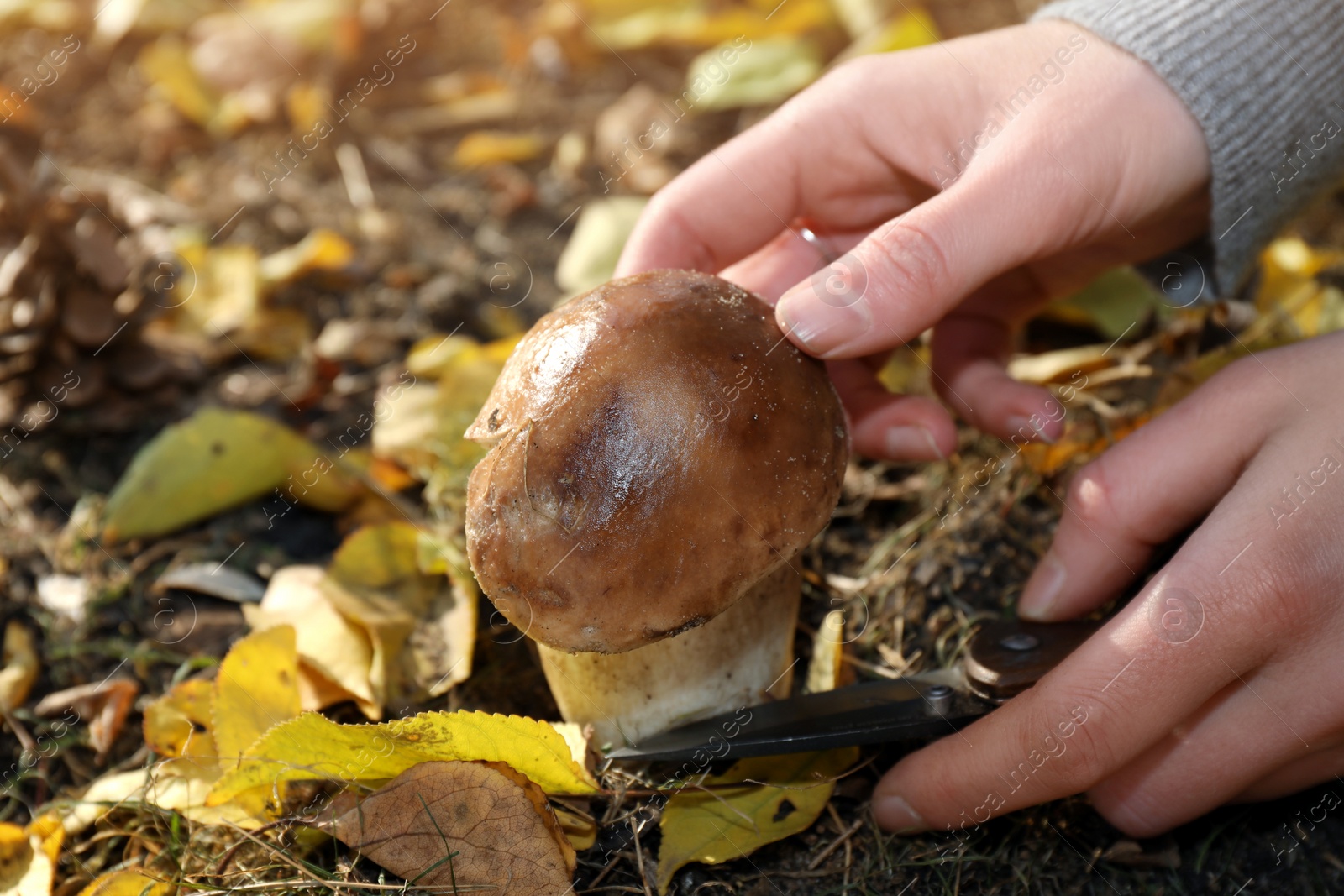 Photo of Woman with knife cutting fresh wild mushroom in forest, closeup