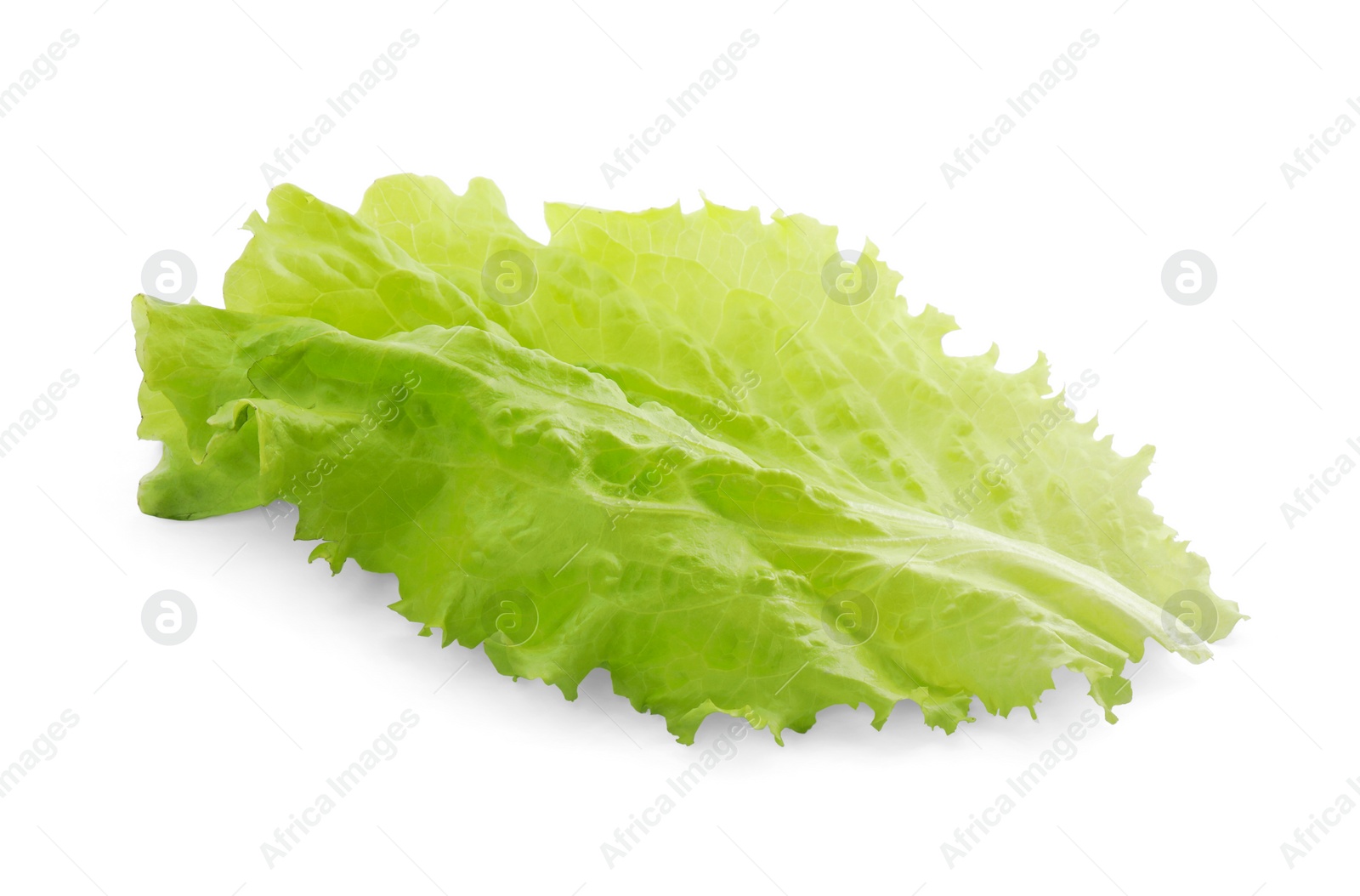 Photo of Leaf of fresh lettuce for burger isolated on white