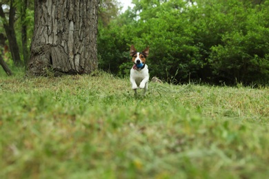 Adorable Jack Russell Terrier playing with dog toy in park