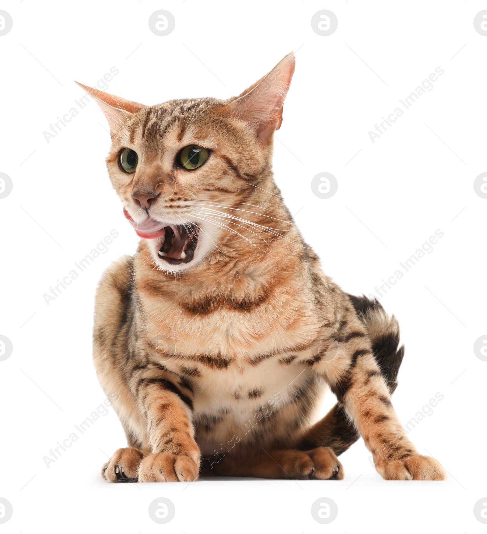 Photo of Cute Bengal cat on white background. Adorable pet