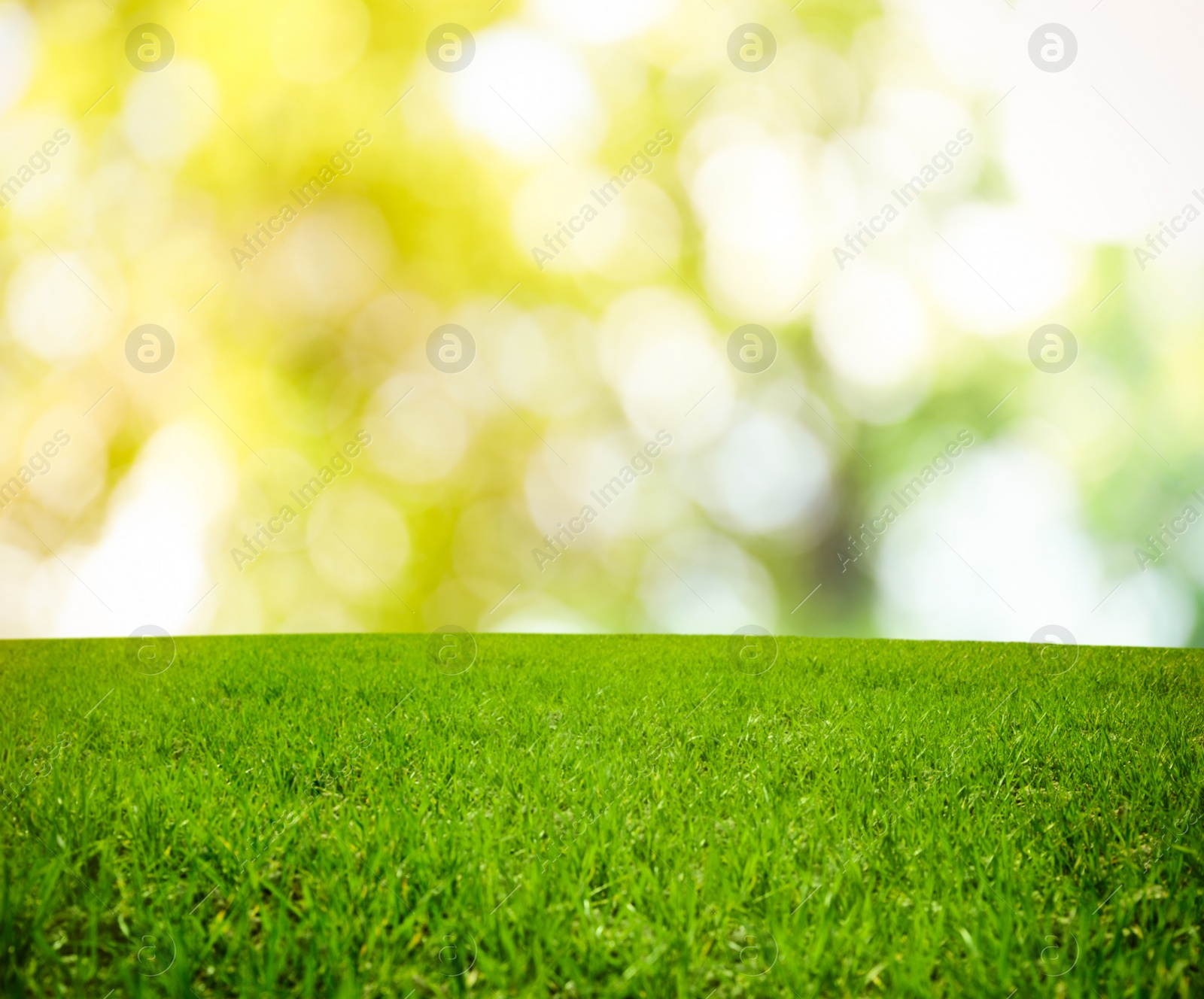 Image of Beautiful lawn with green grass on sunny day. Bokeh effect