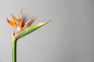 Photo of Beautiful bird of paradise flower on gray background. Tropical plant