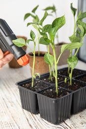Photo of Woman spraying vegetable seedlings on wooden table, closeup