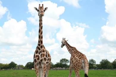 Photo of Beautiful spotted African giraffes in safari park