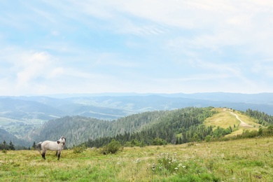 Photo of Beautiful horse and mountain forest on background
