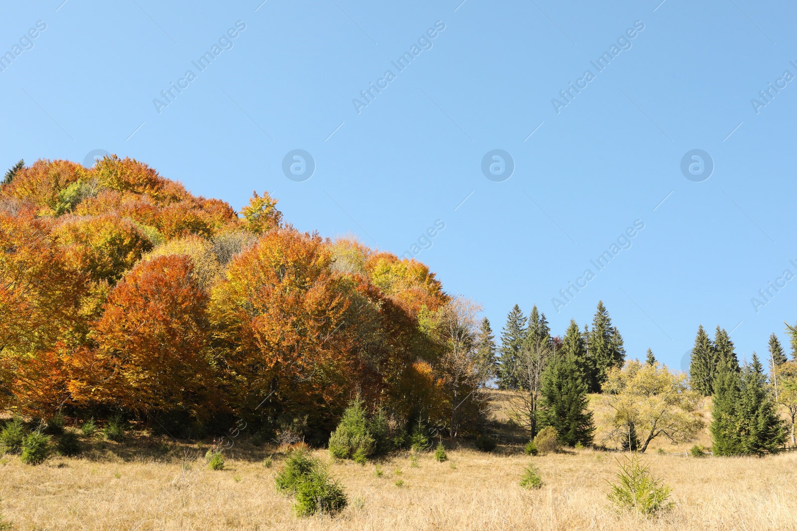 Photo of View of beautiful forest on sunny day in autumn