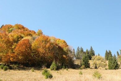 View of beautiful forest on sunny day in autumn