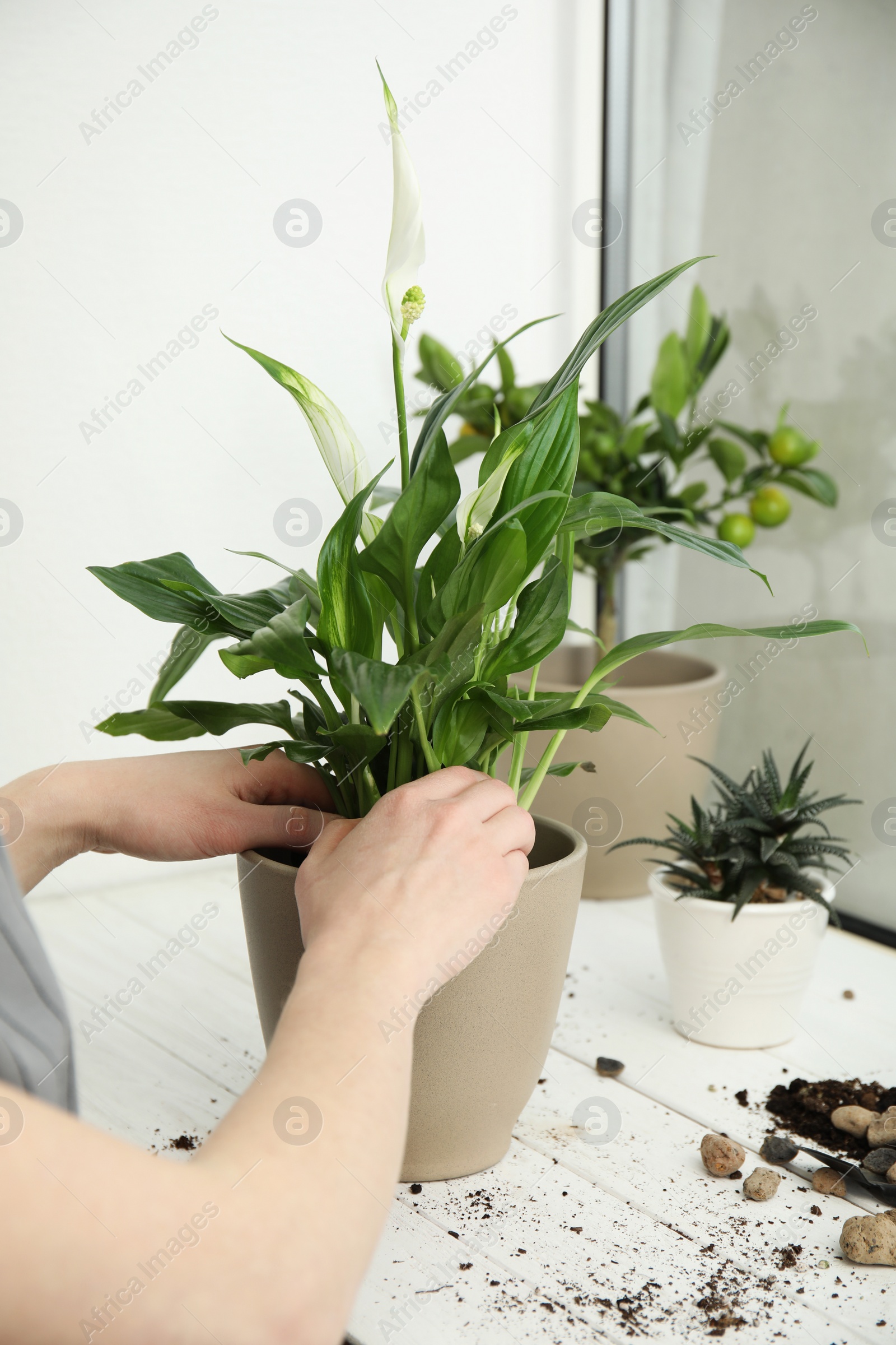 Photo of Woman transplanting home plant into new pot on window sill, closeup