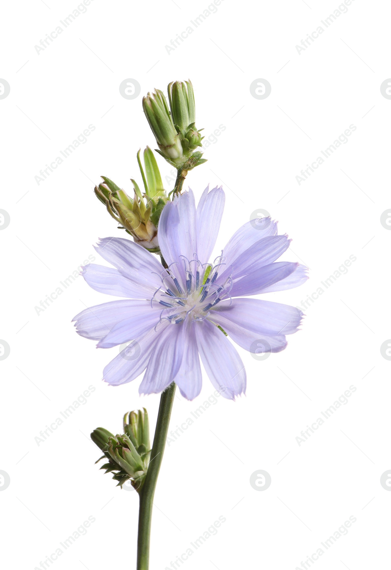 Photo of Beautiful blooming chicory flower isolated on white