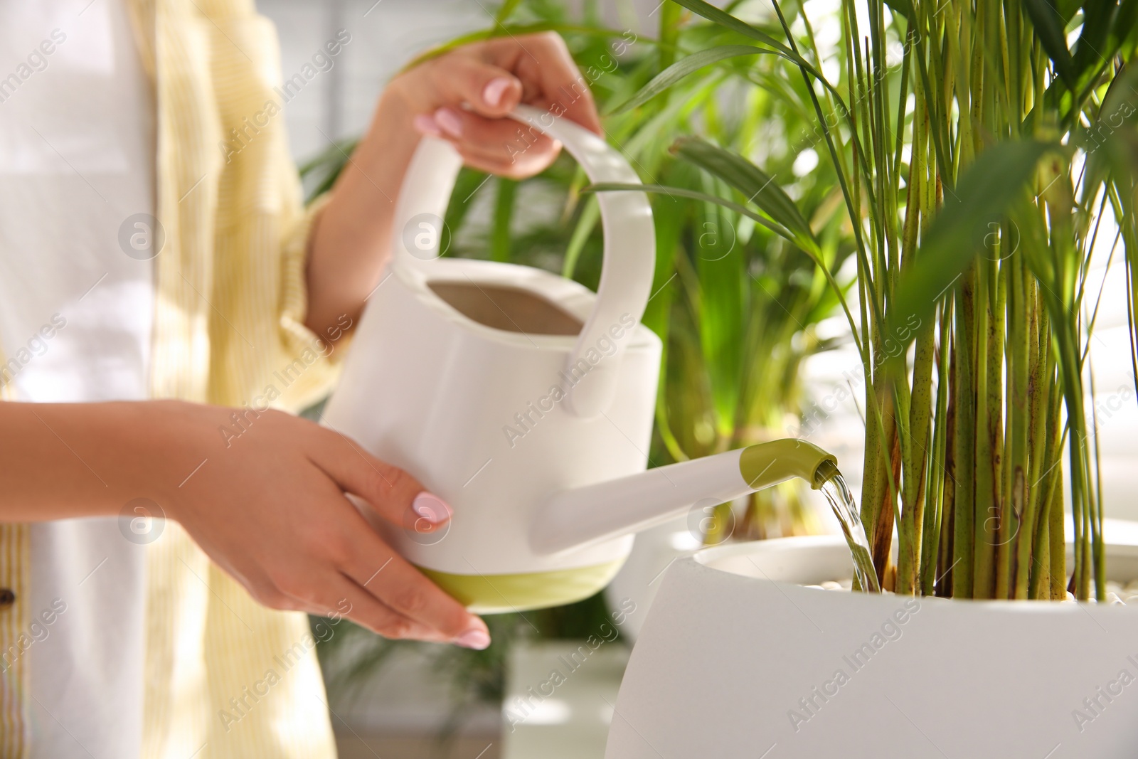 Photo of Woman watering house plant near window indoors, closeup