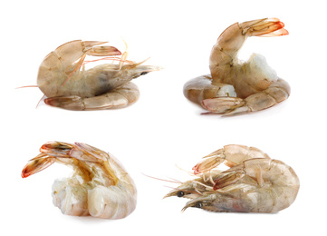 Set of fresh raw shrimps on white background