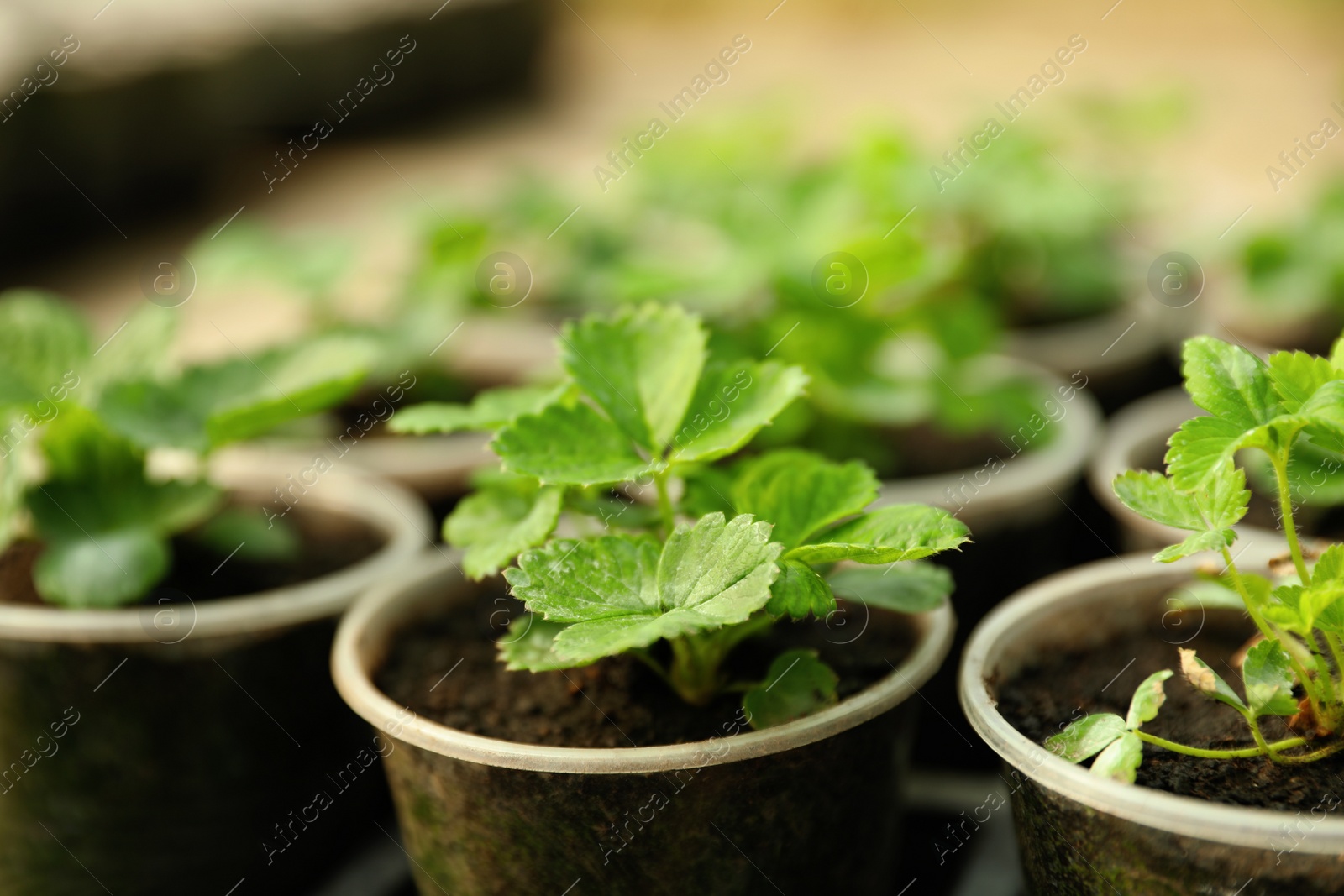 Photo of Many potted strawberry seedlings on table, closeup