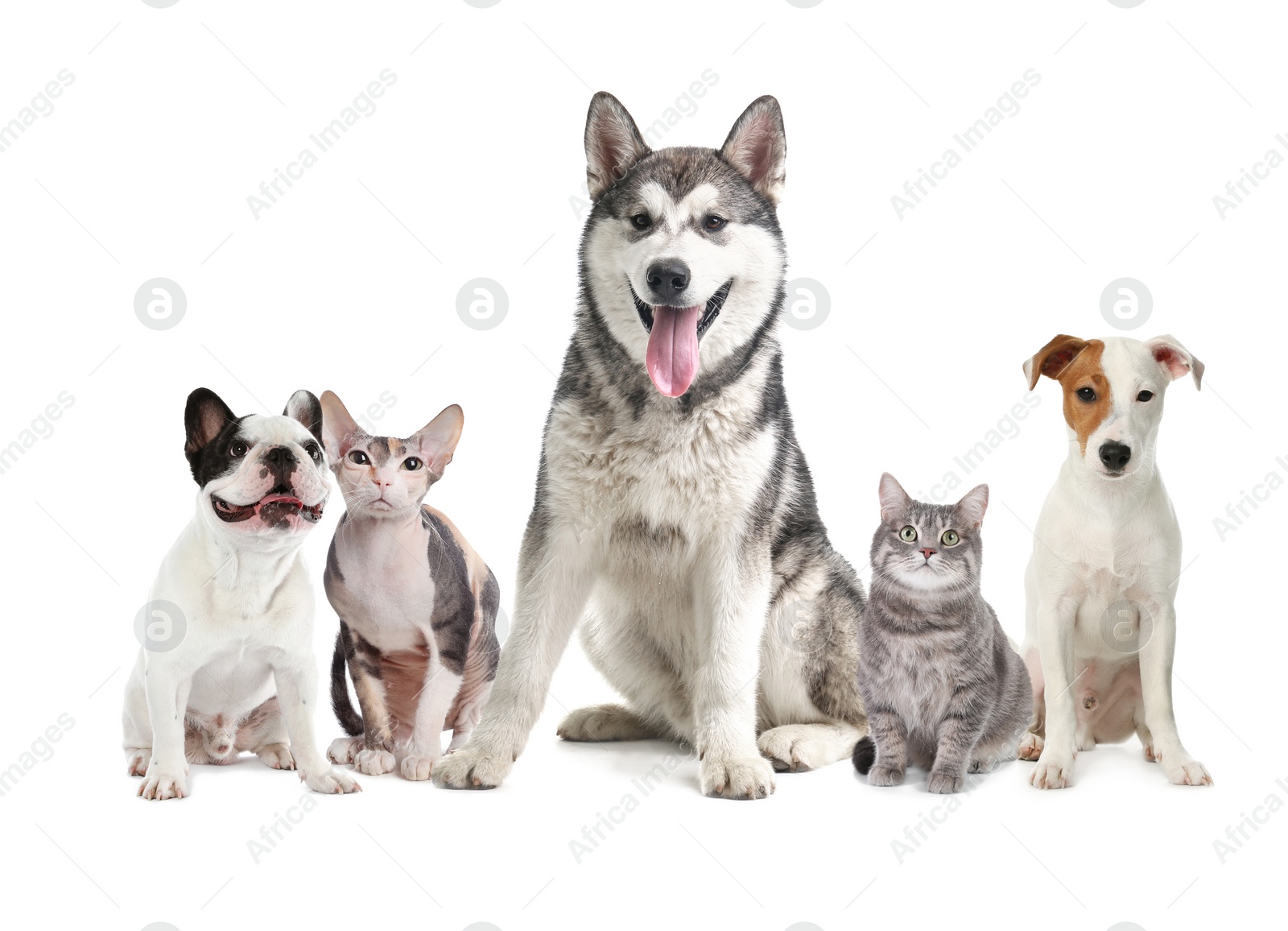 Image of Cute dogs and cats on white background