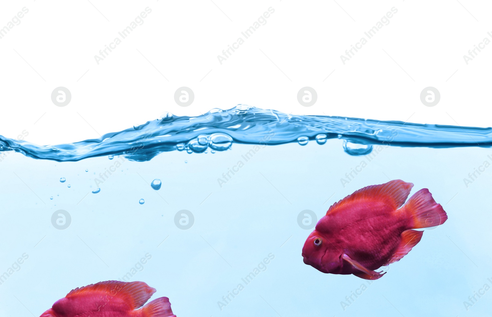 Image of Beautiful tropical blood parrot cichlid fish in clear water