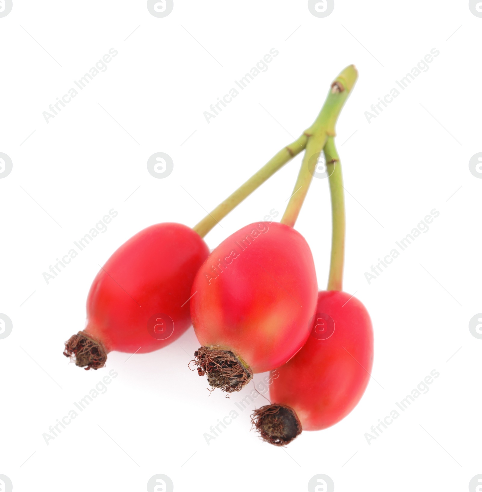 Photo of Ripe rose hip berries on white background