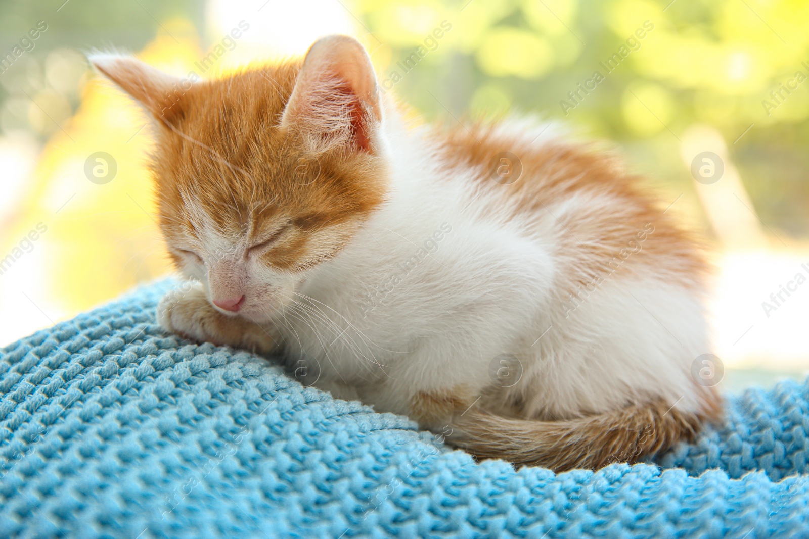 Photo of Cute little kitten sleeping on blue blanket, closeup. Baby animal