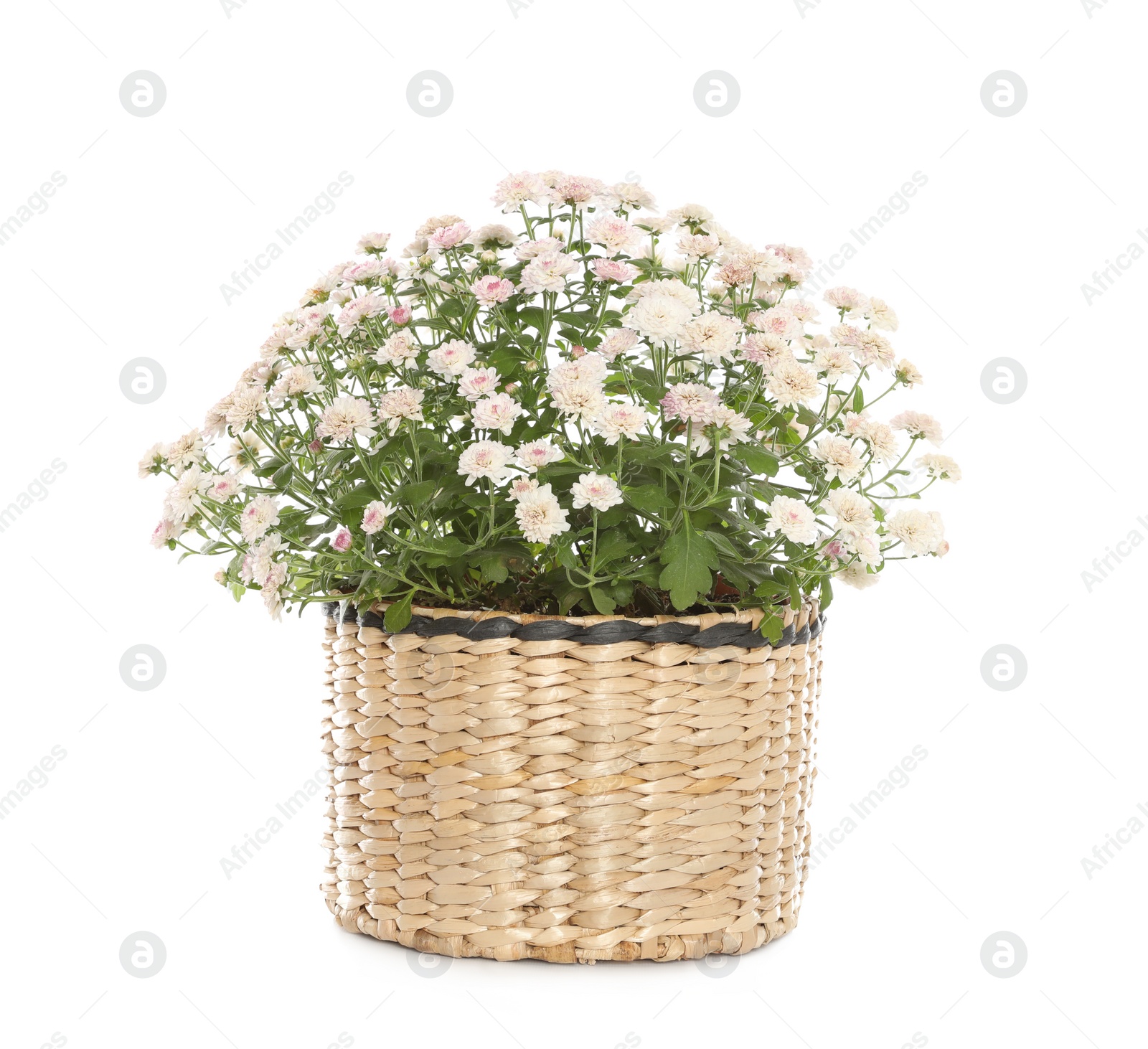 Photo of Beautiful blooming chrysanthemum flowers in wicker pot on white background