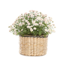 Beautiful blooming chrysanthemum flowers in wicker pot on white background