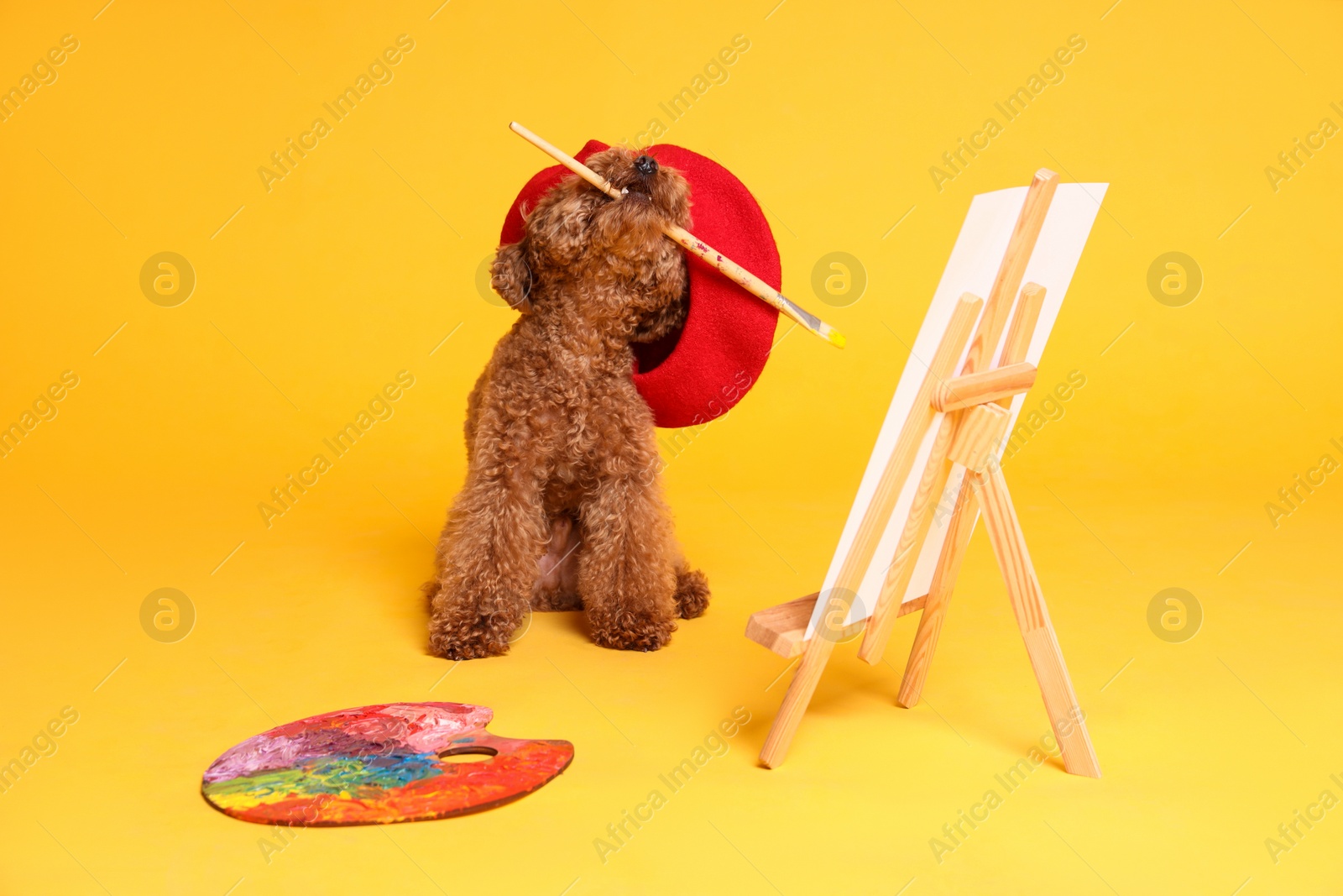 Photo of Cute Maltipoo in red beret holding brush near easel with canvas and palette on orange background. Dog artist