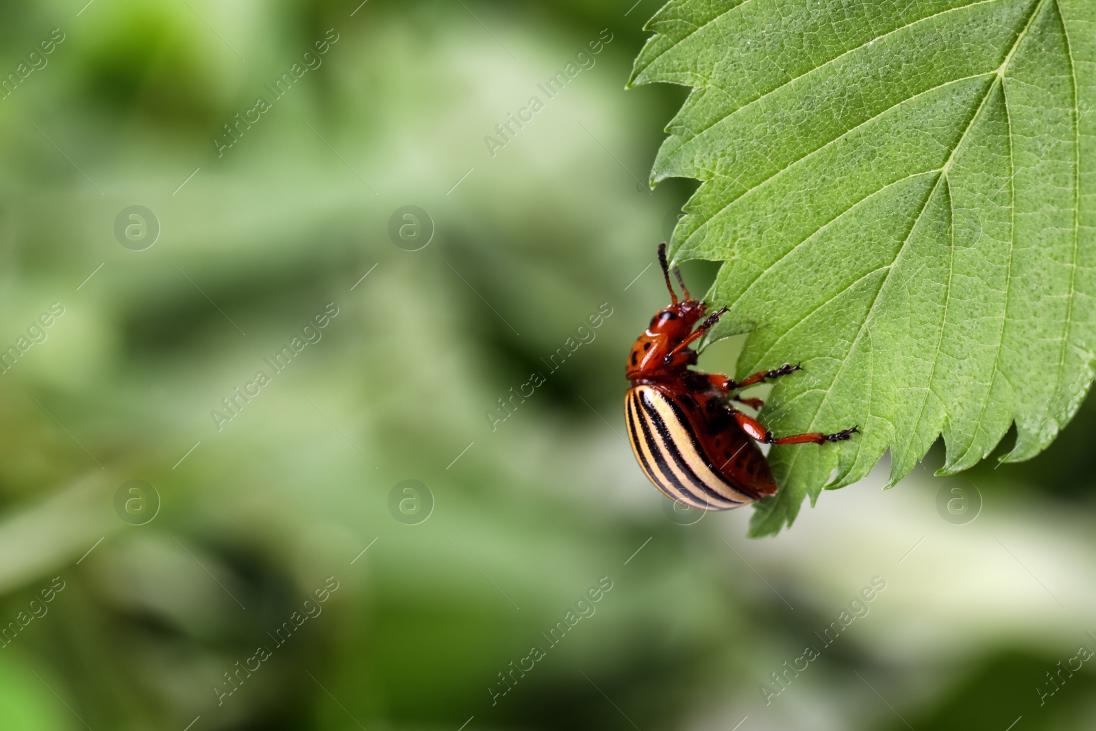 Photo of Colorado potato beetle on green leaf against blurred background, closeup. Space for text