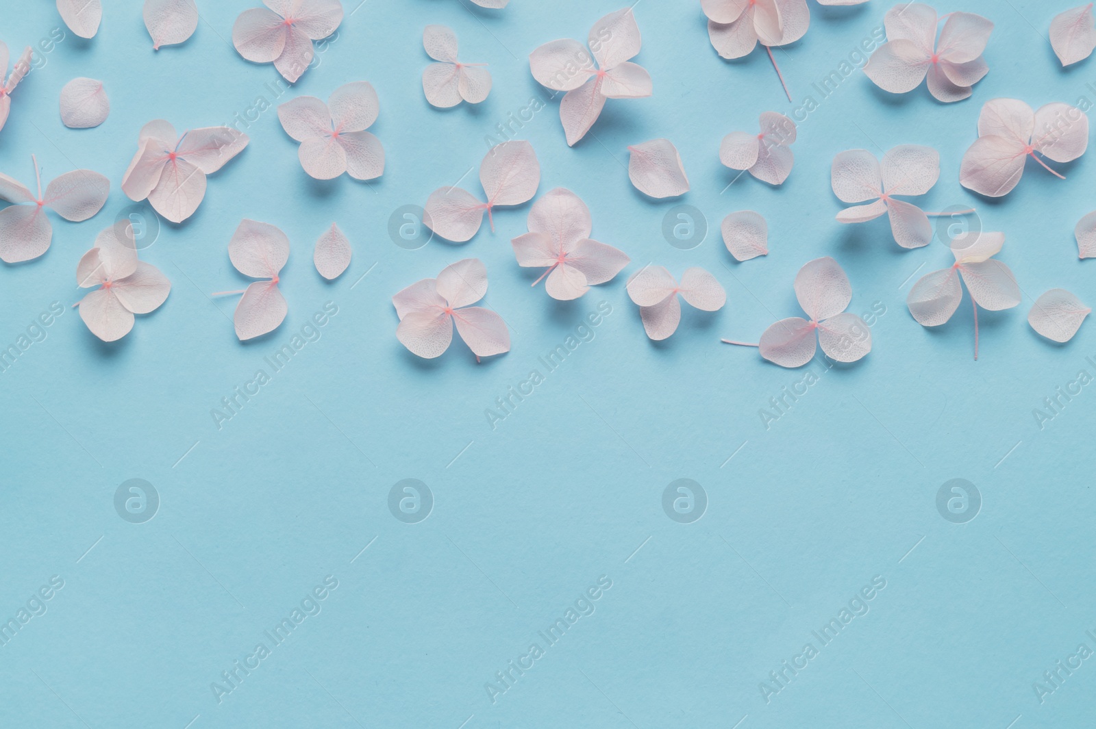 Photo of Flat lay composition with beautiful hortensia flowers on light blue background. Space for text