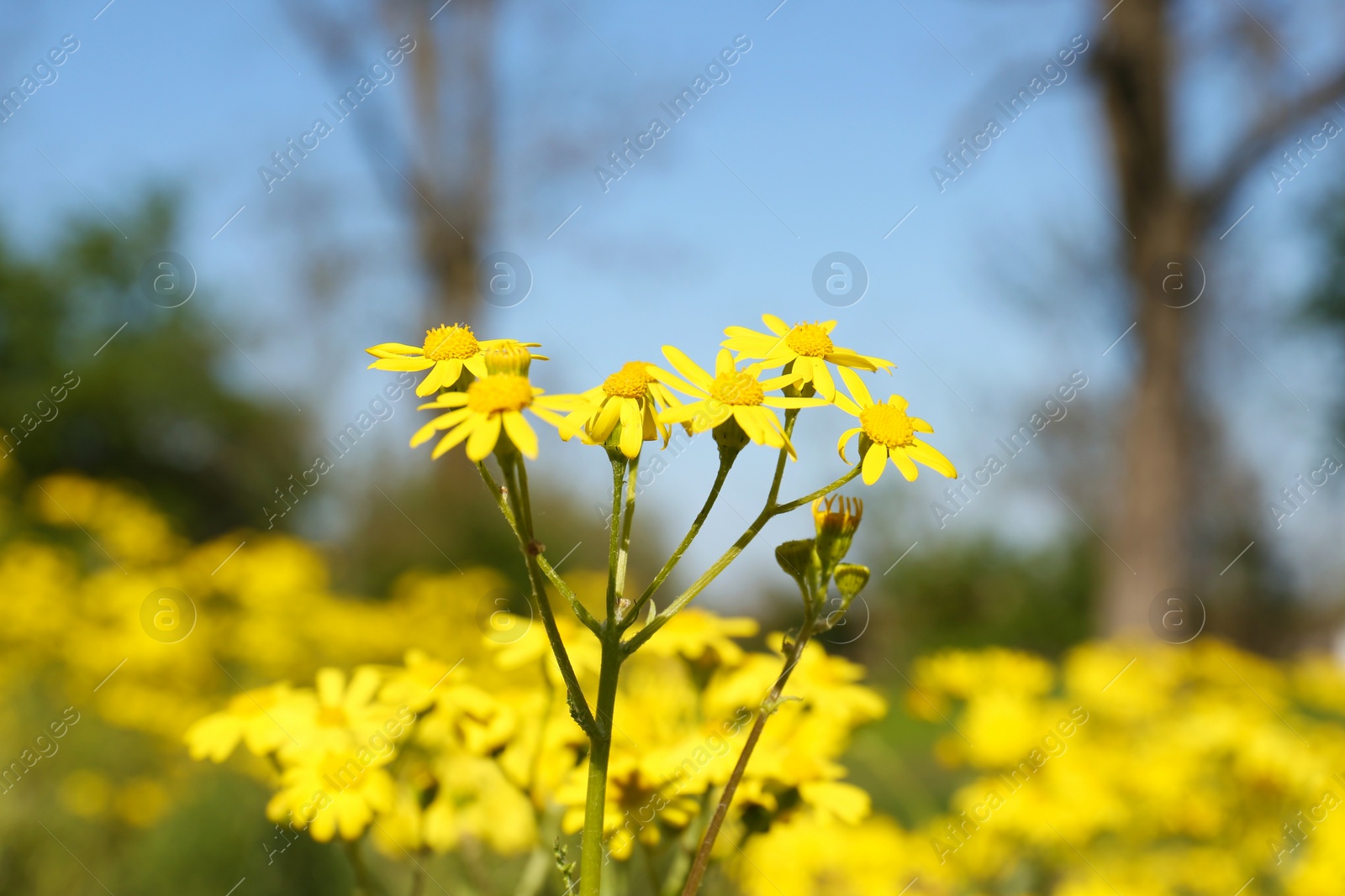 Photo of Beautiful yellow wildflowers growing in meadow on sunny day, closeup