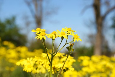 Photo of Beautiful yellow wildflowers growing in meadow on sunny day, closeup