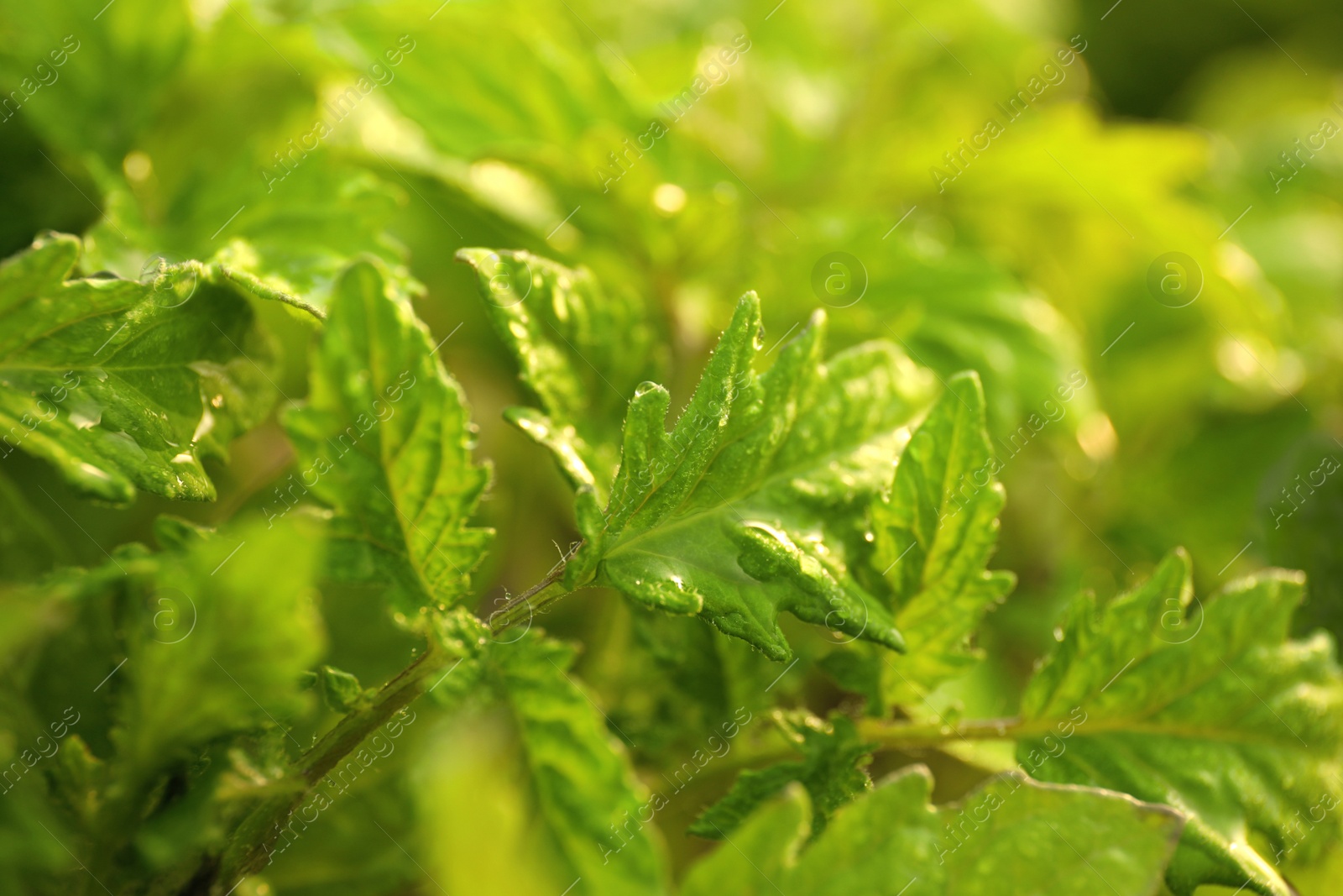 Photo of Closeup view of tomato seedlings with water drops on blurred background