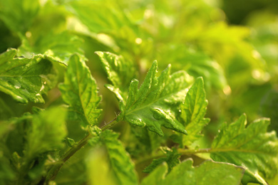 Photo of Closeup view of tomato seedlings with water drops on blurred background