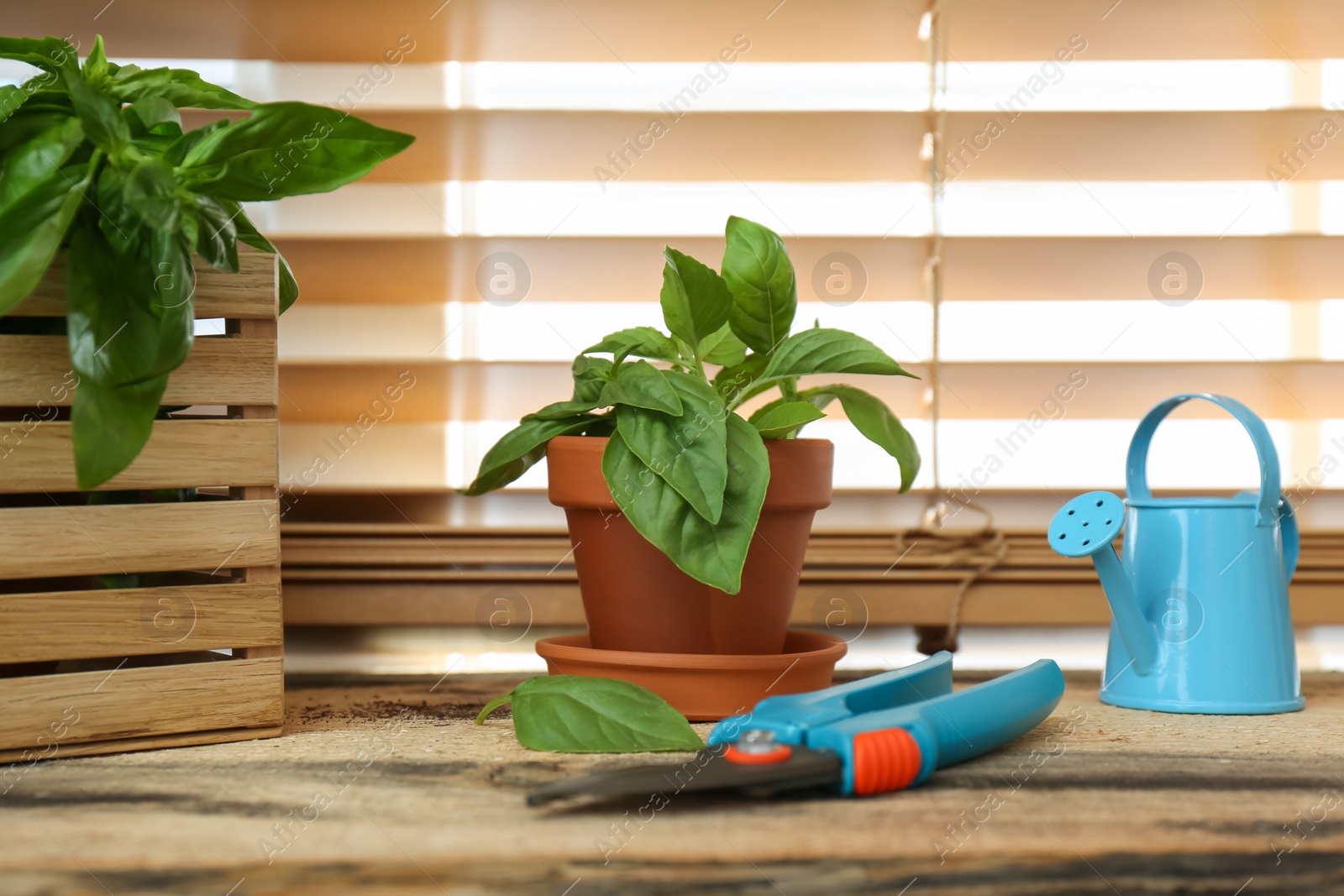 Photo of Fresh green potted basil on wooden window sill