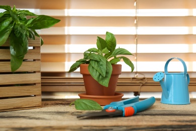 Photo of Fresh green potted basil on wooden window sill